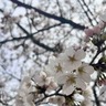 今年は開花予想より遅め！『城山公園』と『善光寺雲上殿』に桜見に行ってみた。