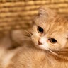 今はダメ！『猫に近づいちゃいけないとき』5選　うっかり近寄ると怒られるかも？