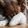 犬が混乱してしまう飼い主の行動4つ　愛犬にストレスを与えないように注意しよう