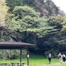新緑、花を愛でる　「市民の森」