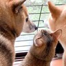 大雨の日、猫が不安そうにしていたら犬が…とっさの『優しすぎる気遣い』に感動「完全に親で涙…」「大丈夫だよっていってる」と21万再生