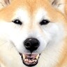 信号待ち中、おばあさんに『下を見てあげて！』と声を掛けられ…犬がしていた行動に10万いいね「揺るぎない愛」「なんか泣けた」と称賛の声
