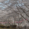 約800本の桜の下で音楽、ご当地グルメを堪能！　笹ヶ丘公園で「第18回佐用町桜まつり」開催　佐用町