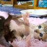おなかポンポコの赤ちゃん猫同士がプロレスした結果…悶絶不可避の『可愛すぎる戦い』が100万再生「今しか見れない瞬間の可愛さ満載」「尊い」