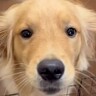 一度もお母さんから離れたことがなかった大型犬→５日ぶりの再会で…とんでもなく可愛い『喜びの舞』に「嬉しさ爆発してる」と３万再生の反響