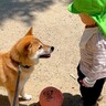 ２歳の小さな子どもと犬がサッカーをした結果→まるでお姉ちゃんのようで…あまりにも『尊すぎる光景』が32万再生「微笑ましいふたり」「優しい」