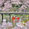 滋賀の桜スポットどこがおすすめ？地元の定番＆穴場の桜情報をご紹介！