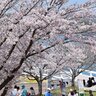 春だ、桜だ！山口県内のお花見スポット