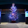 【円柱水槽×イルミ♪】マリンピア日本海「クリスマスツリー展示」クリスマスツリーとクラゲ水槽のコラボ！12/28まで開催【新潟県イルミネーション特集2024-2025】