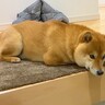 お買い物で家を留守にしていたら、犬が…とんでもなく尊い『玄関での様子』が48万再生「健気すぎる」「まるで忠犬ハチ公」と感動の声続々