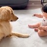 やんちゃな性格の大型犬が赤ちゃんに接近→危ないと思ったら…まさかの『意外すぎる行動』に「お兄ちゃんの表情」「笑顔になれる」と絶賛の声