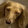 深夜3時にジャーキーを作っていたら、犬が…あまりにも『愛おしすぎる行動』が1000万表示超えの大反響「飯テロで草」「匂いに釣られた？ｗ」