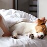 犬が飼い主の『足元』で眠る心理3選　足にピッタリとくっつく理由や寄り添って寝てもらう方法まで