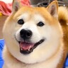 犬をうちわであおいだら…まさかの『すべての感情を失ってしまう姿』に爆笑「なでなでで機嫌回復するのほんと草」「好きすぎるｗ」と5万再生