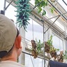 長久保公園　「咲いてびっくり」　ヒスイカズラが奇跡の開花