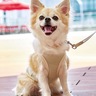 横浜ベイクォーター　新たなマスコット犬誕生　２２００の投票の中で