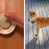 反抗期の犬に『呼び出しチャイム』を教えた結果→予想もできなかった展開に爆笑「違う、そうじゃない笑」「自分で持ってくるの偉いｗ」と7万再生