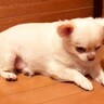 『今日は外に出たくない気分なのに…』犬に首輪をつけた結果→この世の終わりのように『絶望してしまう光景』が21万再生「わかりやすくて草」