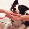 『可愛すぎて泣いた』犬の前で"えいえいおー"をしてみたら…まさかの行動が2万5000いいね「手を乗せるのかとｗ」「すべてを理解してる」