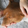 犬の『突然死』原因４選　愛犬にいつもと違う異変を感じたらすぐに病院へ