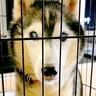 飼育放棄された『10kgしかない大型の老犬』→お迎えすると決めた結果…思わず涙が溢れる『現在の光景』に「本当の飼い主に出会えてよかった」
