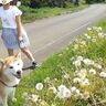 大量のタンポポの綿毛を見つけた娘と柴犬タロさん