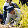 親子で稲刈体験しよう