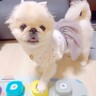 本当に喋ってるみたい…！犬と『会話ボタン』を練習→1日目で見せた『驚きの成果』が2万再生「完璧すぎる」「絶妙なタイミングで笑ったｗ」の声