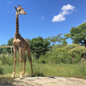 到津の森公園でマサイキリン「ハルマ」の一般公開を開始【北九州市小倉北区】