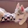 先輩犬に『どうしても添い寝したい』大型犬の赤ちゃん→失敗を重ね…嘘のような『昔と現在のビフォーアフター』が26万再生「微笑ましい」の声
