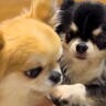 『あたちを撫でて！』２匹の小型犬を同時に構っていたら…まさかの『取り合いに発展する光景』が愛おしいと７万再生「仕草可愛い」「幸せすぎ」