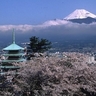 静岡県の桜の名所・お花見スポットおすすめ20選－2024年はどこの桜を見に行く？