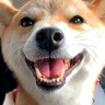 犬を『2日間ペットホテルに預けた』結果…お迎え時に見せた『全力の寂しかったアピール』が切なすぎると71万再生「健気で泣ける」「愛おしい」