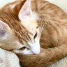 愛猫が『体調不良を隠しているサイン』6選　隠し上手な猫の体調をチェックするポイントも