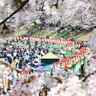 【2024年】岡山の春の祭典「岡山さくらカーニバル」とは？