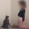 女の子が猫に『お辞儀を教え込んだ』結果…まさかの瞬間が反則級の可愛さだと19万再生「とにかくかわいい」「幸せが満ちてるｗ」と話題に
