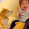 孫と息子が家に遊びにやってきたら、2匹の犬が…想定以上の『熱烈すぎる歓迎』が6万再生「しっぽヘリコプターみたいｗ」「激しめで草」