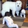 大喧嘩をしていた超大型犬と子犬→1歳の女の子が近づくと…思いがけない『神対応』が192万再生「人間でもなかなかできない」「素晴らしい」