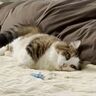 「いつになったら洗濯終わる？」寝転んで待ちぼうけする猫にほっこりする