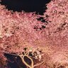 満開の桜の木の下を、上を向いて歩いていたら...　見つけた〝奇跡〟に2万人感動