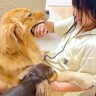 お姉ちゃんが大好きな大型犬…まるで『彼氏のような束縛』をする光景が可愛すぎると394万再生「幸せそう」「嫉妬してるの尊すぎｗ」と悶絶