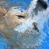 プールに入ろうとする犬→前のめりになりすぎて…思わず心配になる『まさかのハプニング』に2万いいね「助けなきゃってなるｗ」「可愛すぎ」
