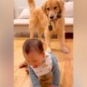 赤ちゃんがチョロQで遊んでいたら、近くにいた大型犬が…想像以上に『大興奮しまくる光景』が2万再生「暴れ馬で草」「顔に笑ったｗ」と爆笑