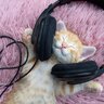 猫と『音楽』にまつわる3つの話　猫が特に好むジャンルは？専用の音楽があるって本当？