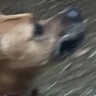 散歩中の超大型犬に『夕ご飯は鮭を焼いて乗せてあげるね』と言ったら…次の瞬間→まさかの行動に爆笑「賢すぎて衝撃」「完全に言葉理解してる」