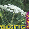 猛毒“最も危険な植物”バイカルハナウドか　北海道大学構内に１０株　国内初確認か　近づかないよう注意