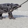 愛犬があなたに危険を伝えているときのサイン6つ　飼い主がとるべき行動や注意が必要なポイントをご紹介