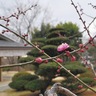 梅の花、ほころぶ　秦野戸川公園で