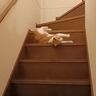 階段の上にいる甘えん坊な猫→飼い主に構ってほしくて…『とんでもない降り方』が笑えると252万表示「すごい降り方してるｗ」「にゅるん」