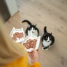 愛猫を短命にしかねない『NGなご飯の与え方』3選　正しい食事のポイントも解説